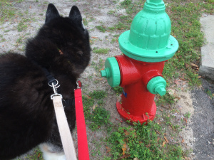 Ooh! I wonder who's visited the hydrant since I was last here? 