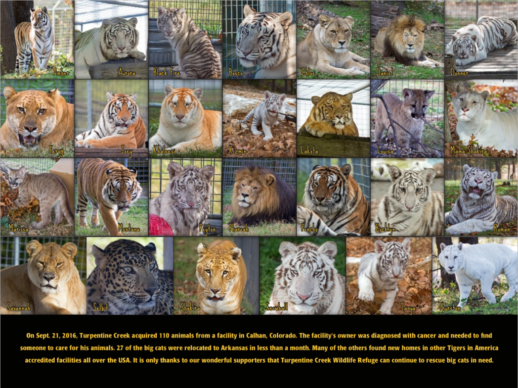 screen-shot-2016-11-09-at-4-33-35-pm-1024x768