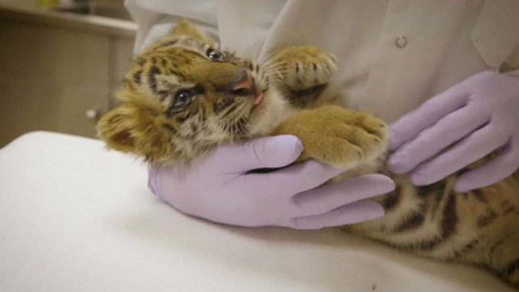 tiger cub