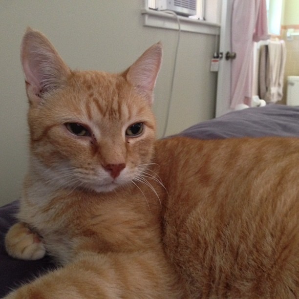 The evil June Buggie