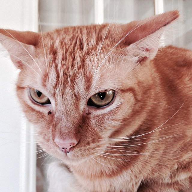 Hiss does not want to be disturbed!