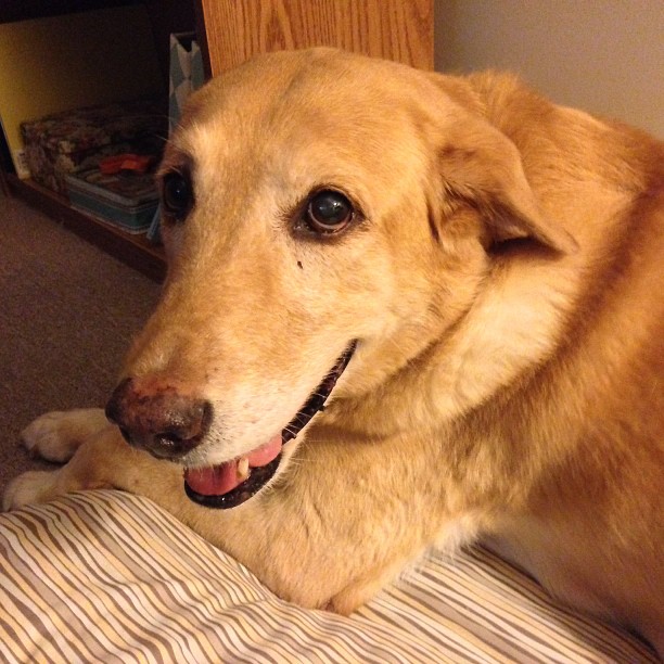 It's DeDe- the happiest dog in the world!