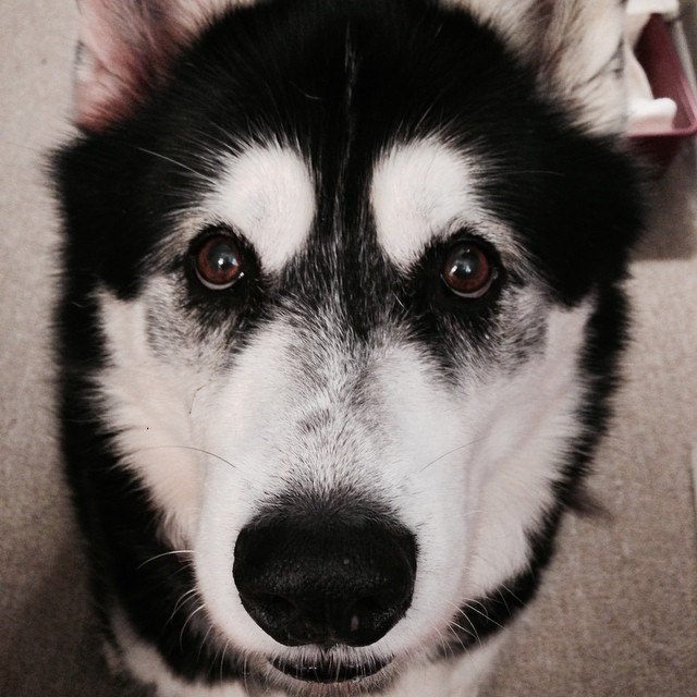 Is that a #cookie in your hand? #dogs #alaskanmalamute #malamute #cute