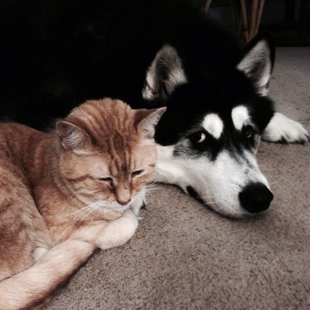 No funny stuff, #Kitty! #dogs #catsanddogs #cute #pets #dogsofinstagram #catsofinstagram No funny stuff, #Kitty! #dogs #catsanddogs #cute #pets #dogsofinstagram #catsofinstagram