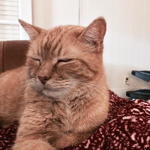 Zen Bubba #cat #kitty #catstagram #cats