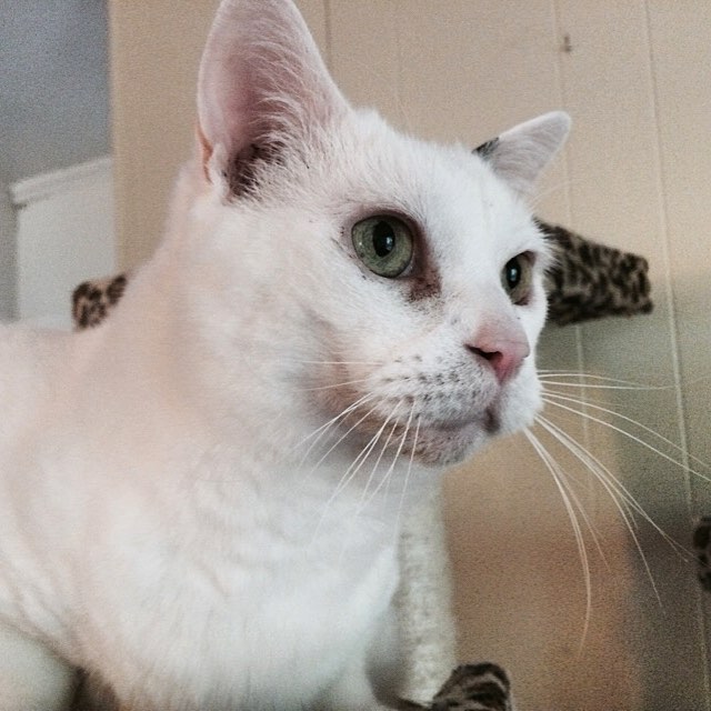 Eyes on the prize!!!!! #kitty #catsofinstagram #cats