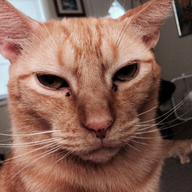 Uh? What's the matter Hissy? #cats #cat #kitty #angrykitty #pets  #run4yourlives!