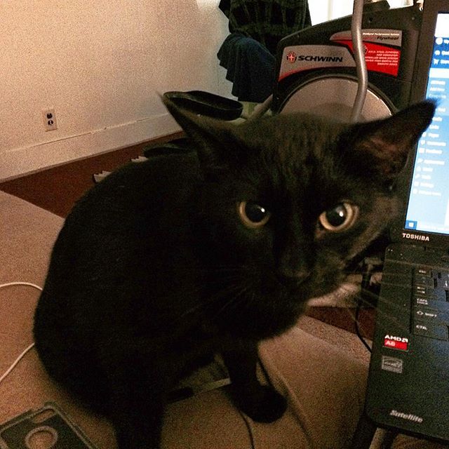 Meow! #blackcatsofinstagram #catsofinstagram #cats