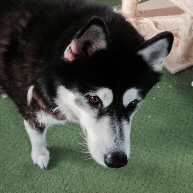 Da Rumpster's got his eye on something.