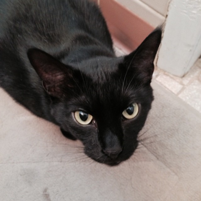 Graybie Baby is giving me the "Look of Disapproval."