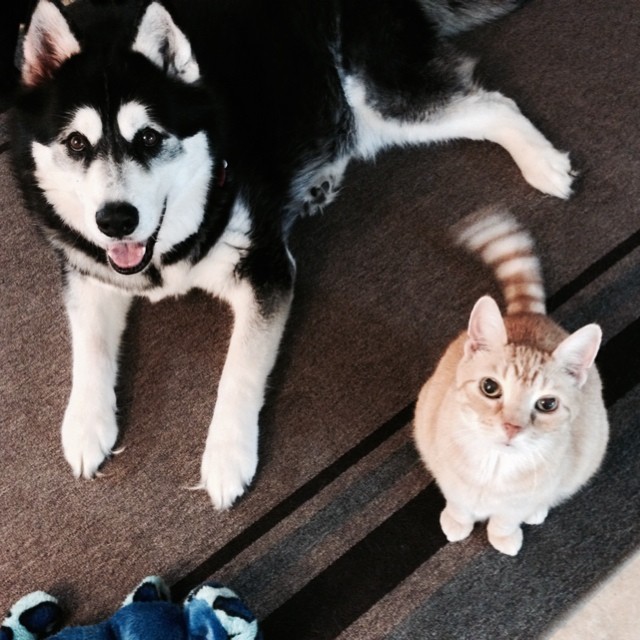 Rumpy and June Buggie- BFFs #cats #dogs #catsanddogs #pets #friends #bffs
