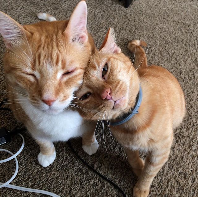 My sweet gingers Yella Fella and Hissy Fit Jones. #gingercat #cat #cats #caturday #catstagram #catsofinstagram